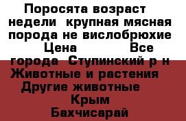 Поросята возраст 4 недели, крупная мясная порода(не вислобрюхие ) › Цена ­ 4 000 - Все города, Ступинский р-н Животные и растения » Другие животные   . Крым,Бахчисарай